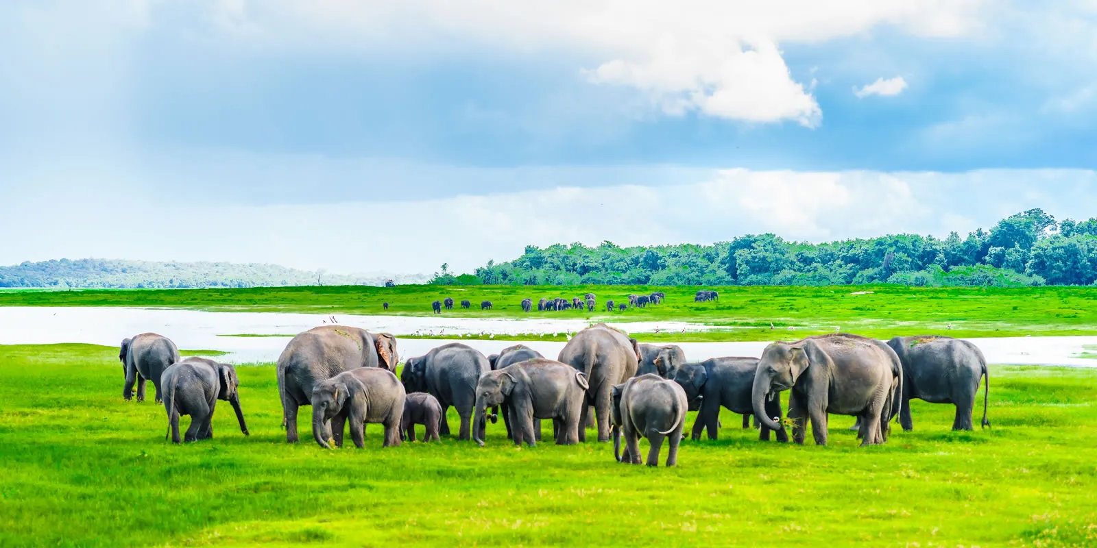Water buffalo and birds at Udawalawe reservoir