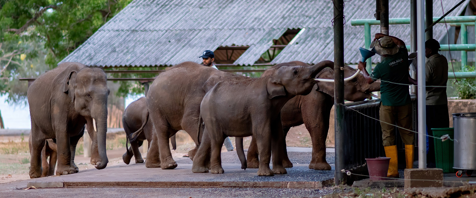 Elephant Transit Home