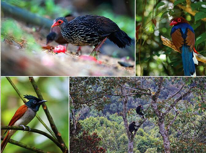 Endemic birds and wildlife in Sinharaja forest