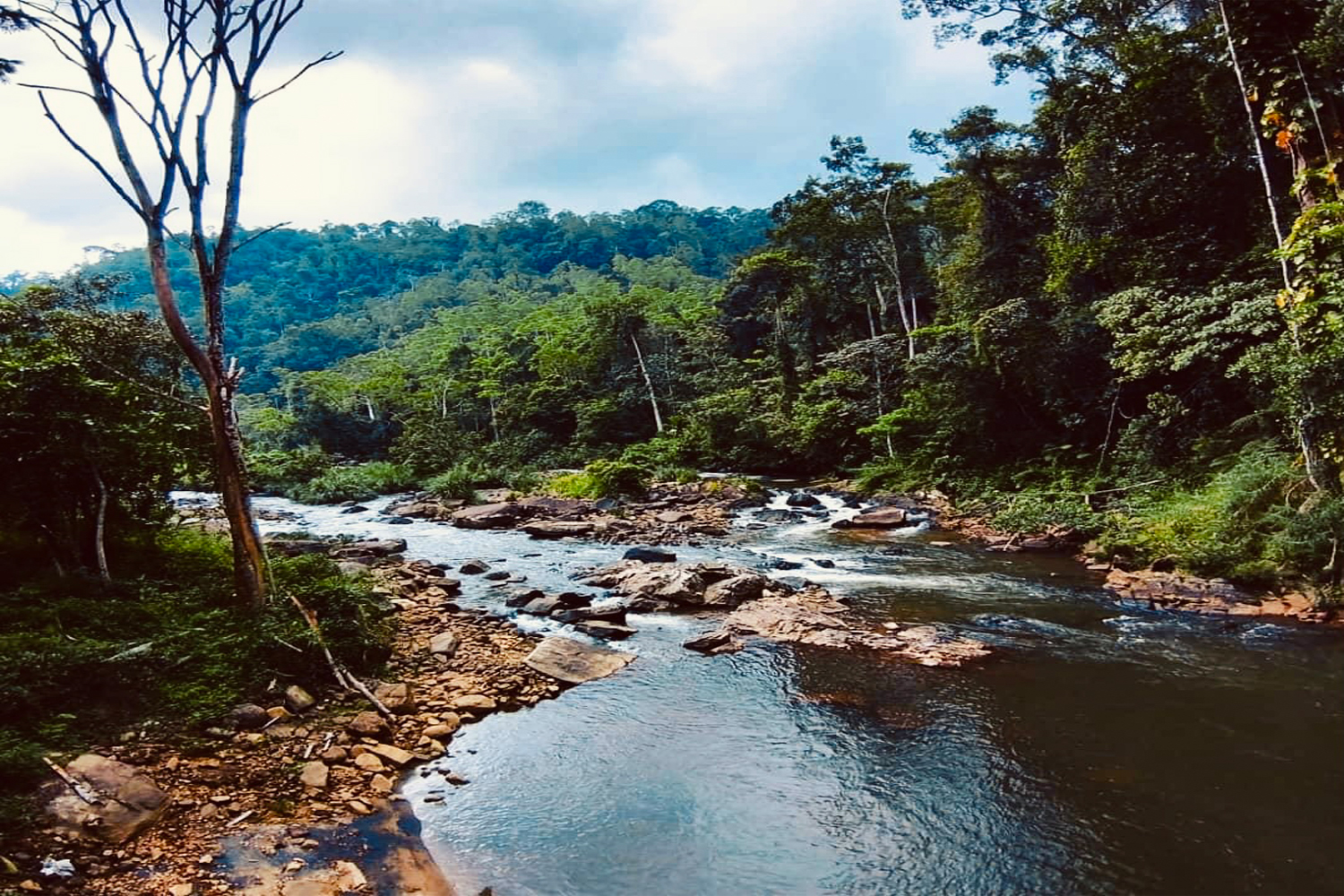 Sinharaja Stream