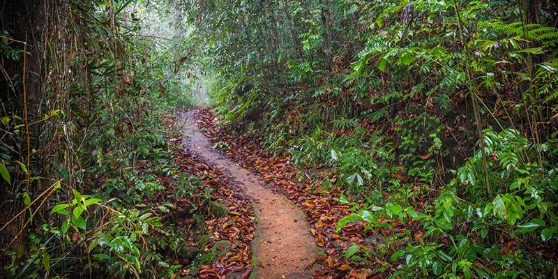 Forest trail in Sinharaja rainforest with guide Sri Lanka