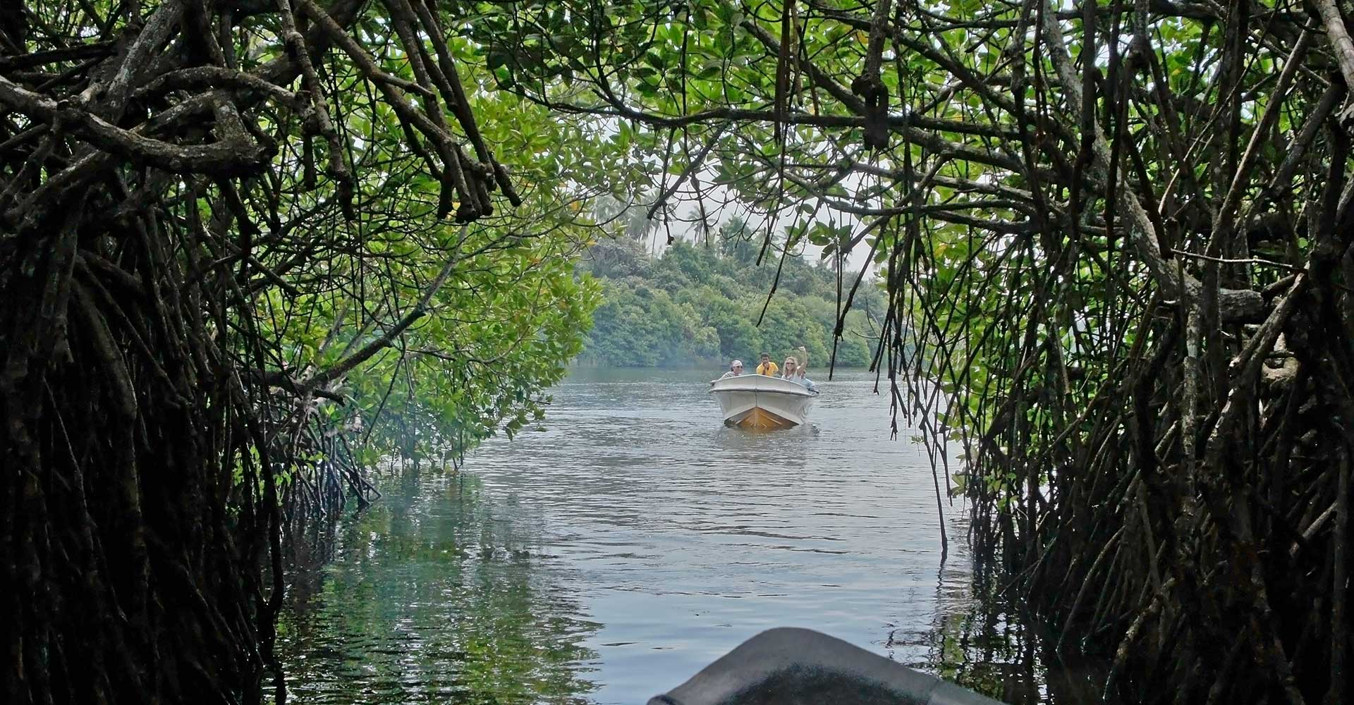 Madu River — Mangrove Safari
