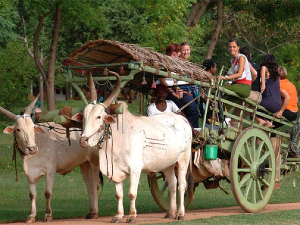 Sigiriya Village Safari & Elephant Ride