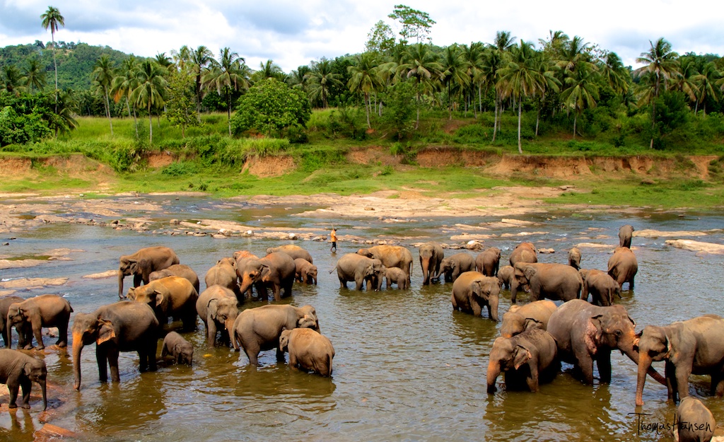 Feeding Times — The Daily Buffet