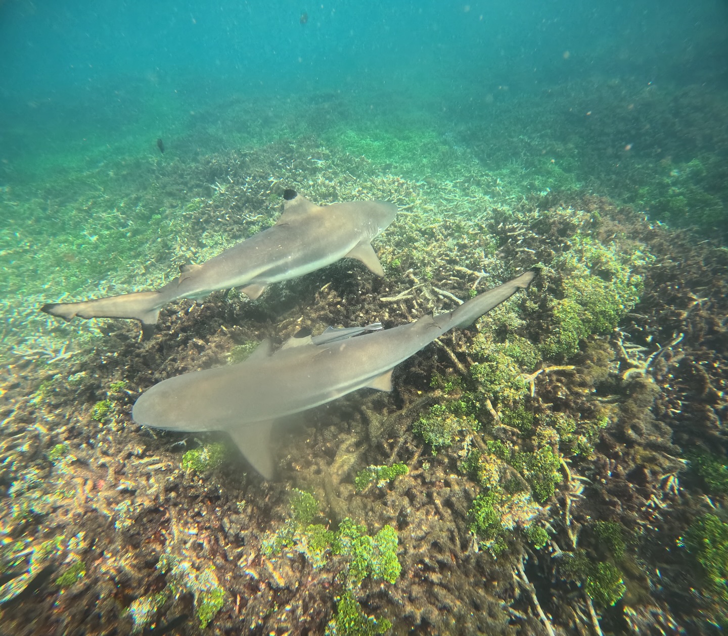 The Black-tip Reef Sharks