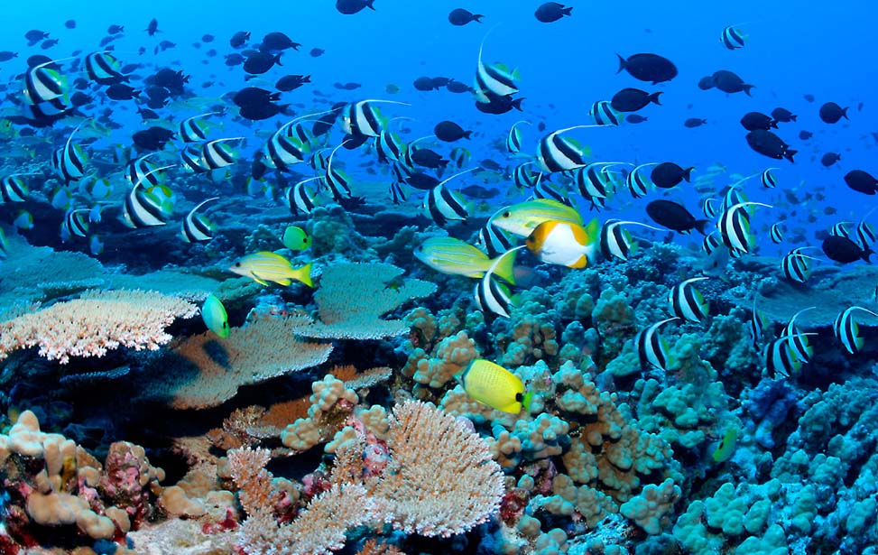 The Coral Gardens