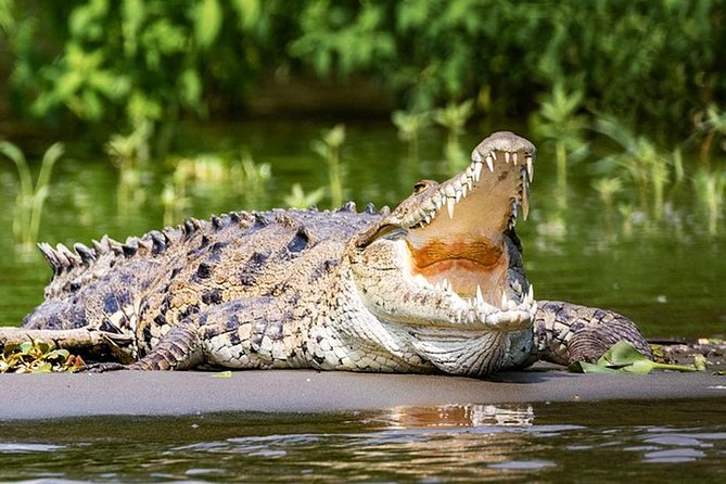 The Crocodiles of the Nilwala