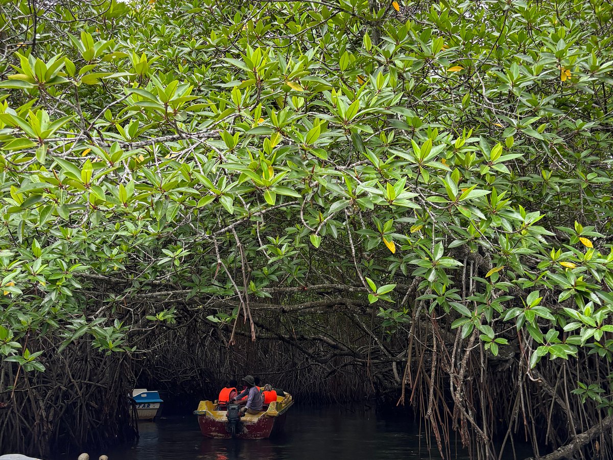 The Mangrove Channels