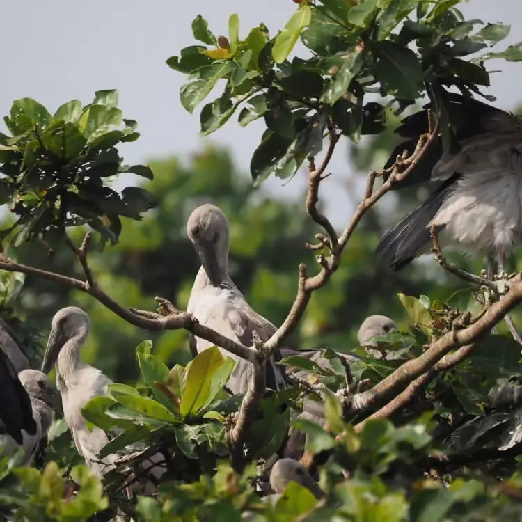 Birds of the Nilwala
