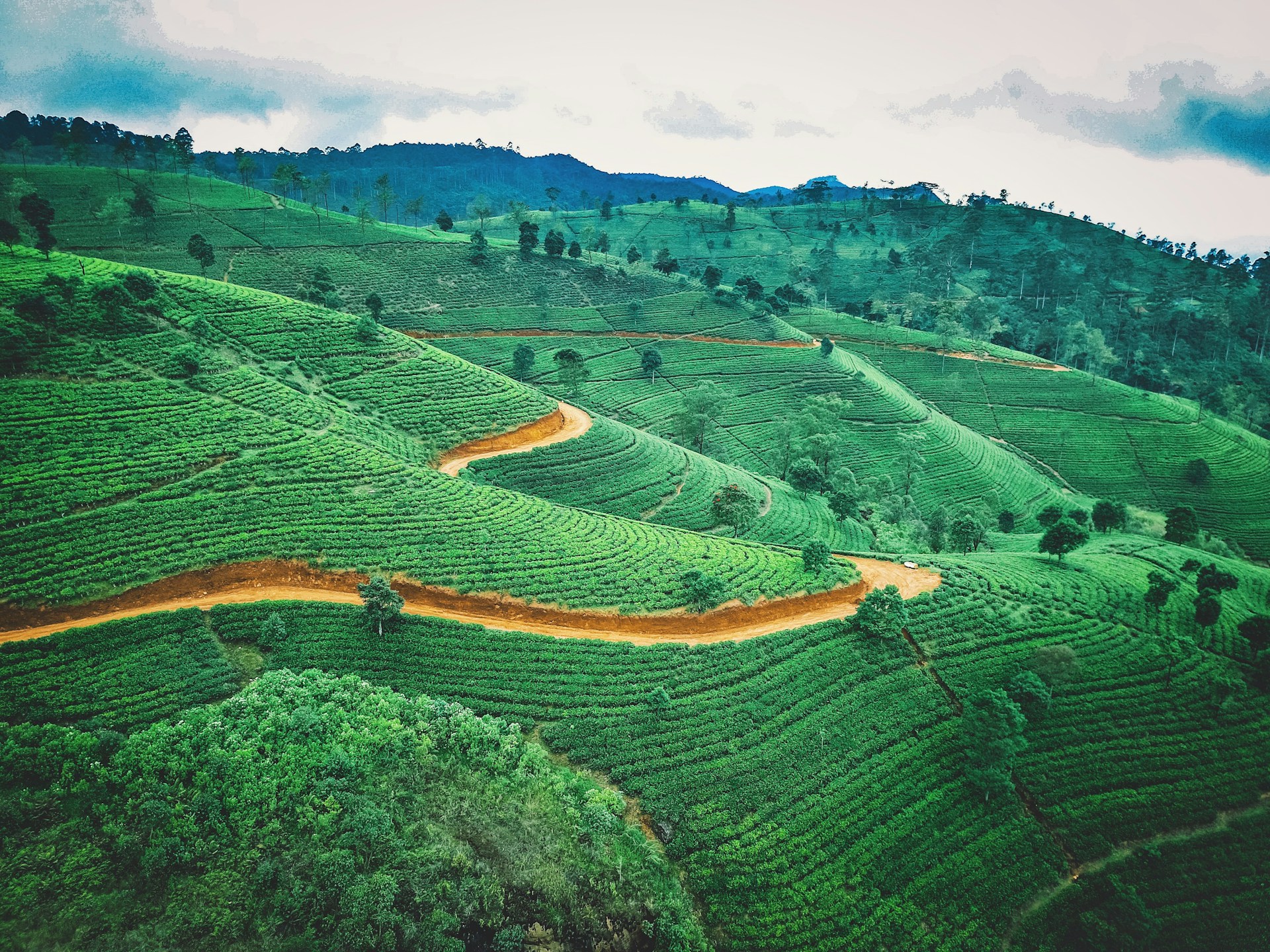 Walking the Tea Fields