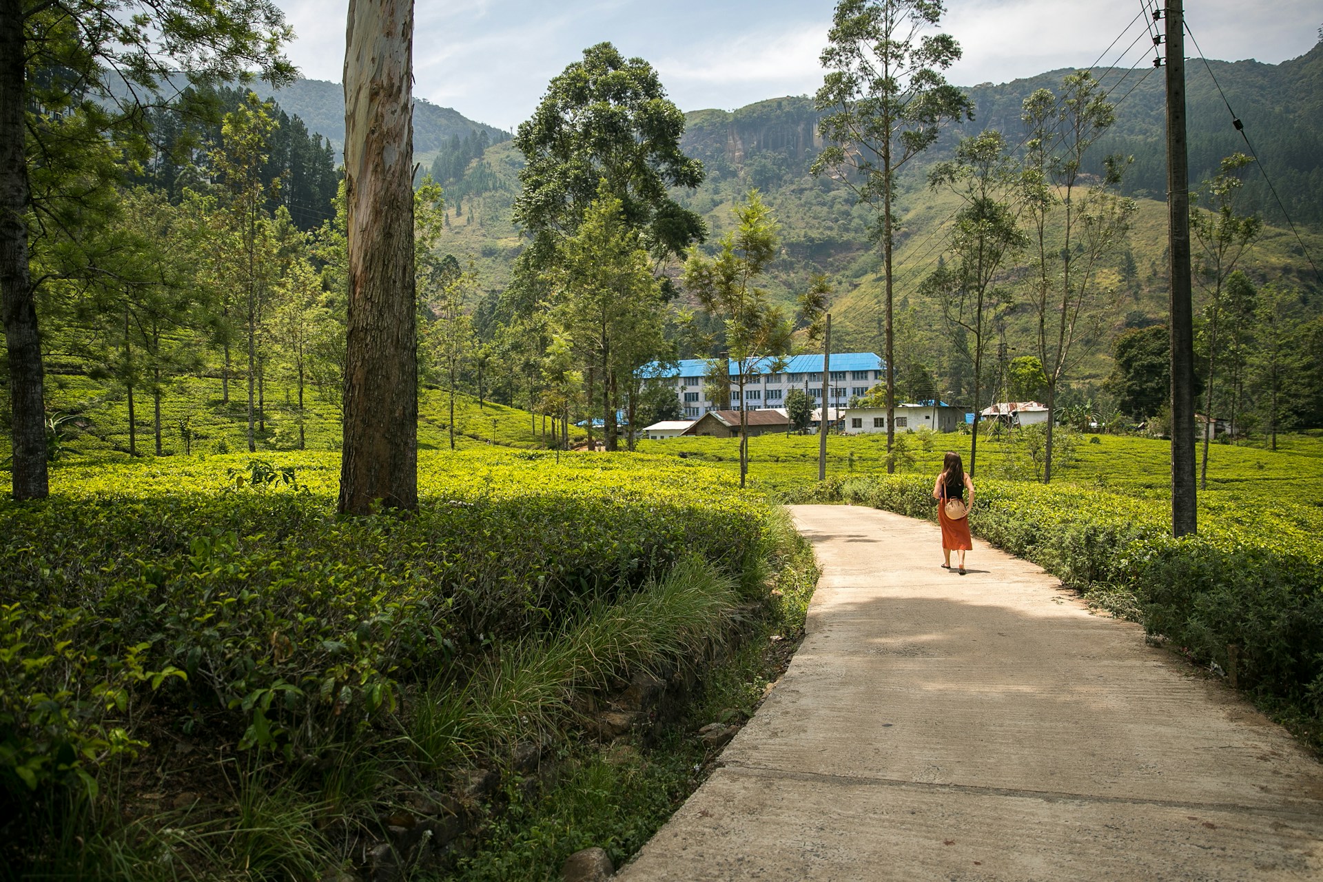 Inside the Tea Factory