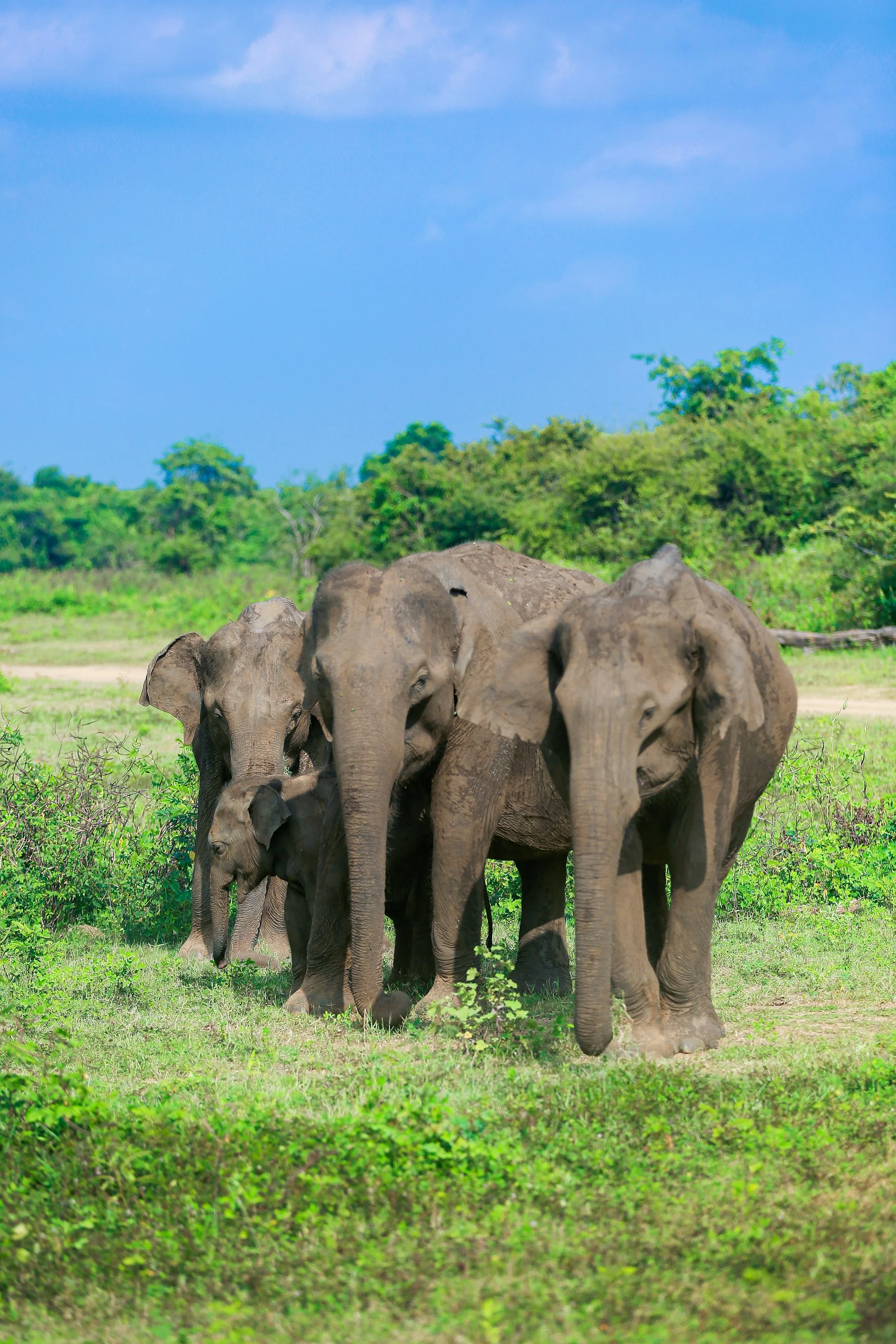 Udawalawe taxi service
