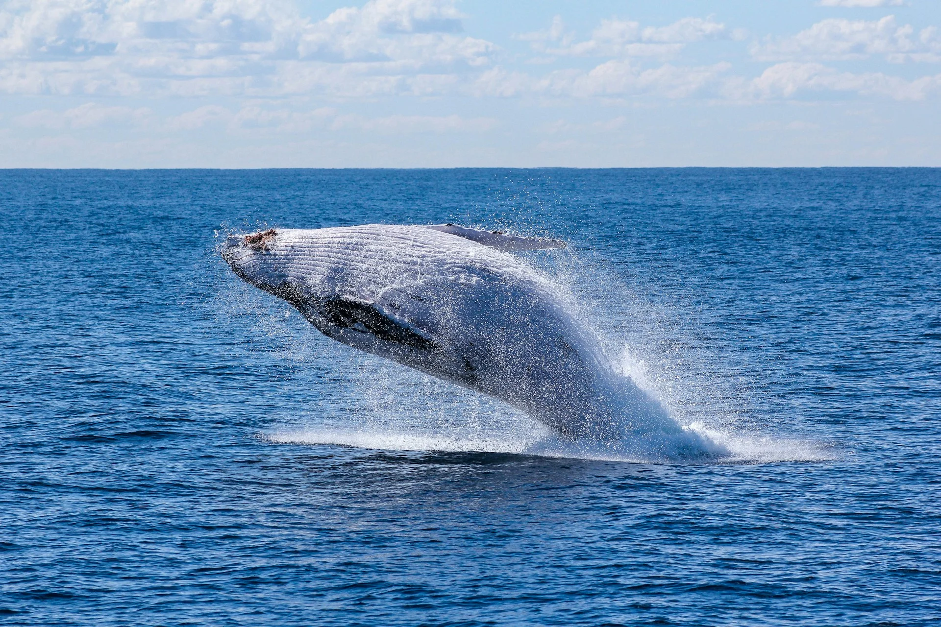 Mirissa Whale Watching — private taxi tour with Colombo Taxi Airport
