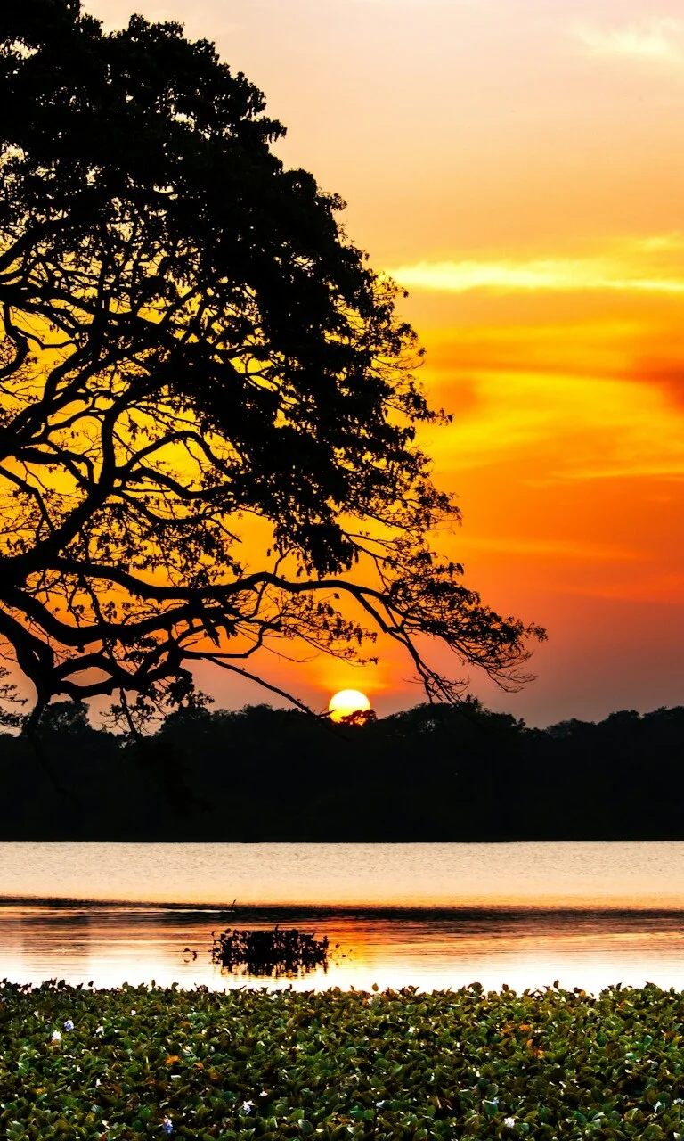 Wilpattu, National Park, Sri Lanka
