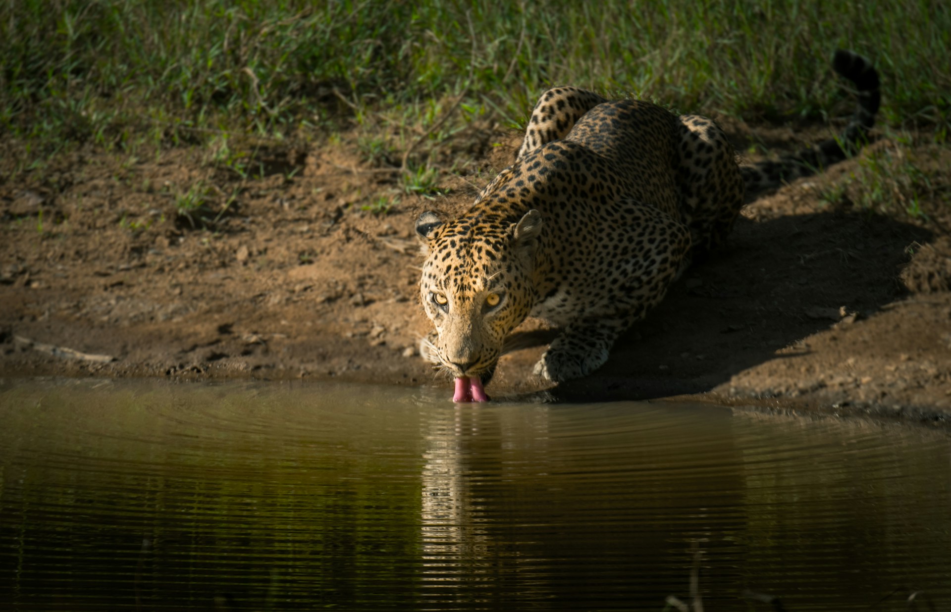 Leopard safari in Sri Lanka — wildlife safari with Colombo Taxi Airport