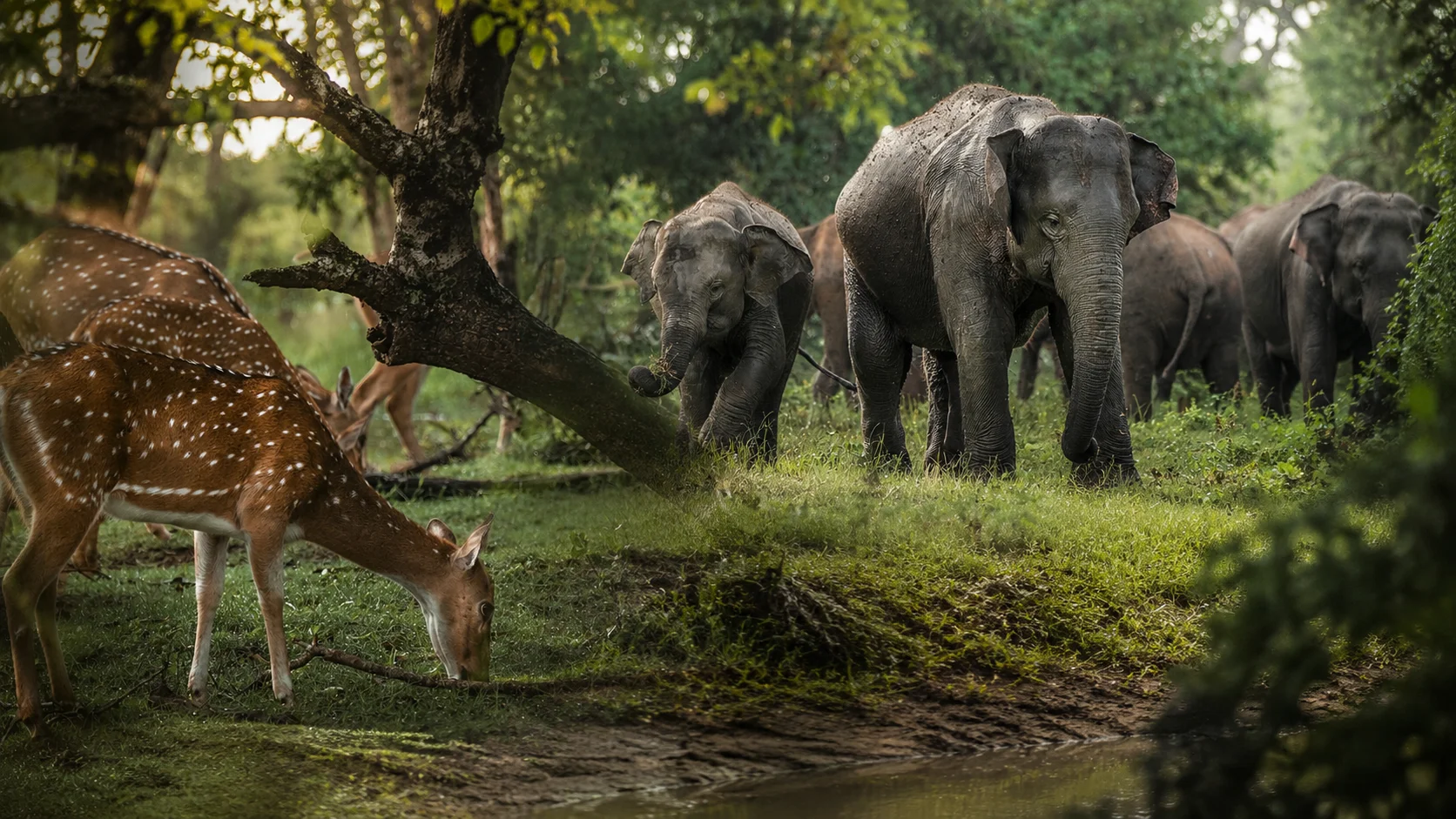 Minneriya National Park — private wildlife safari with Colombo Taxi Airport