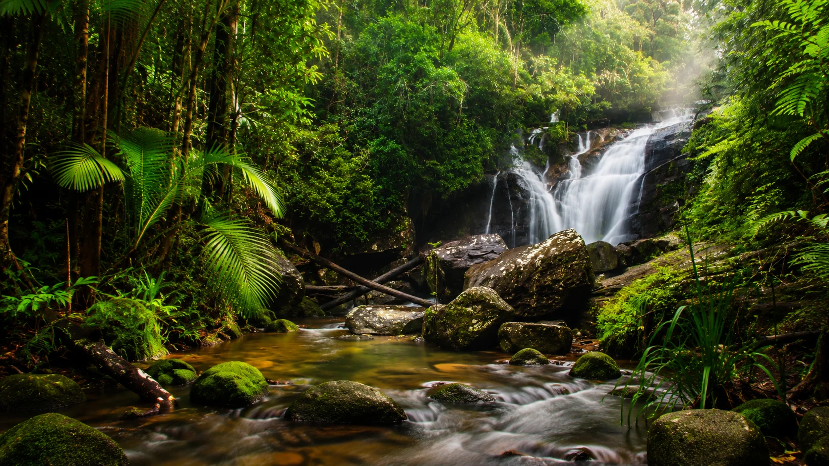 Sinharaja Forest Reserve — private wildlife safari with Colombo Taxi Airport