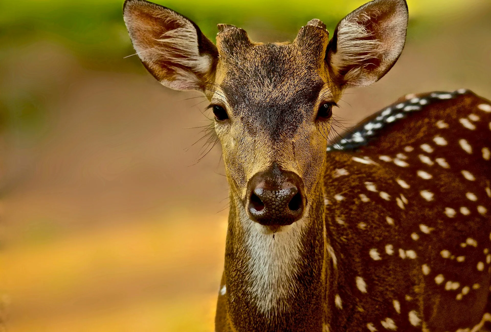 Wildlife & Safari Adventures in Sri Lanka — with Colombo Taxi Airport