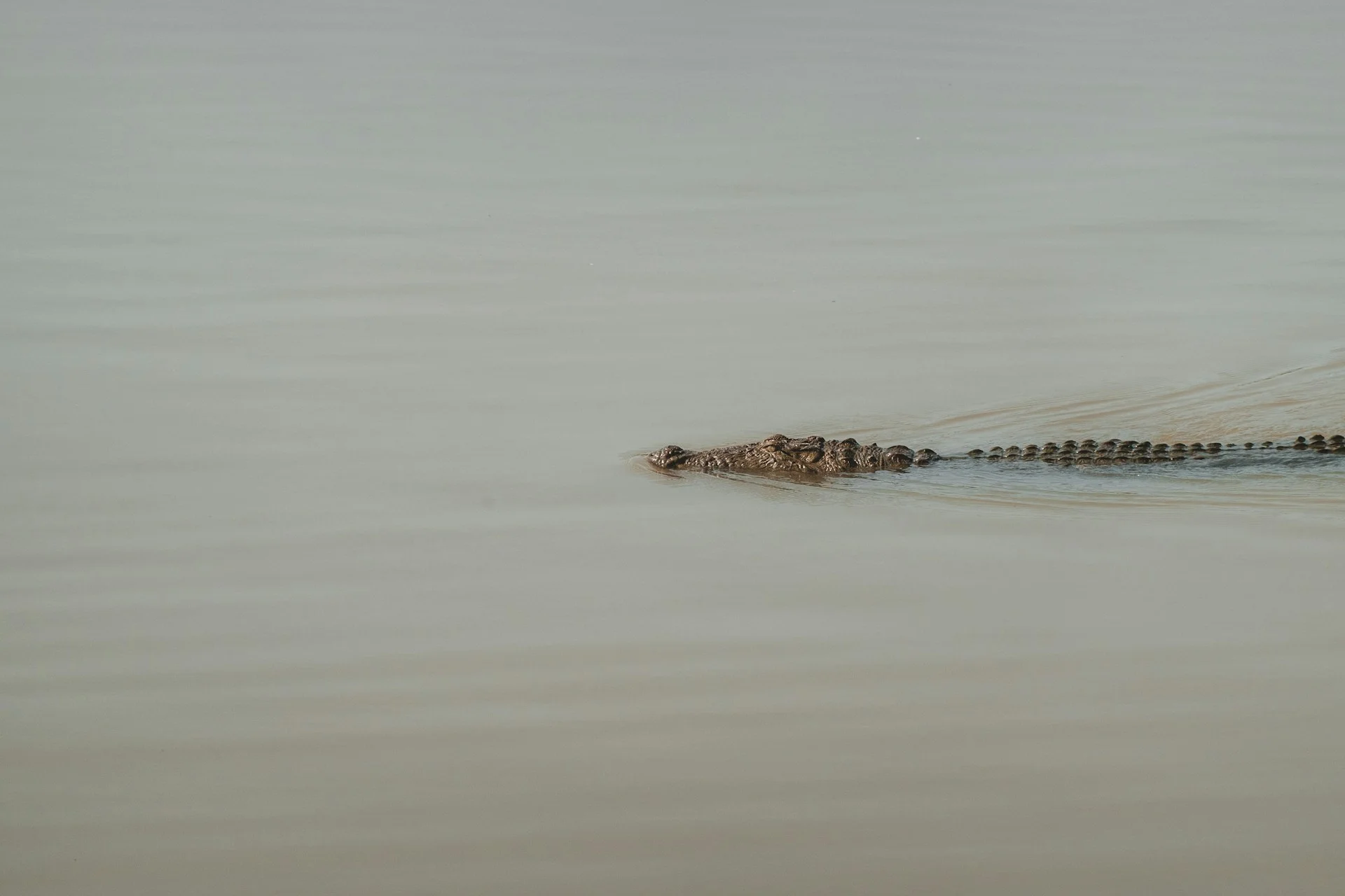 Nilwala Crocodile Watching in Sri Lanka — with Colombo Taxi Airport