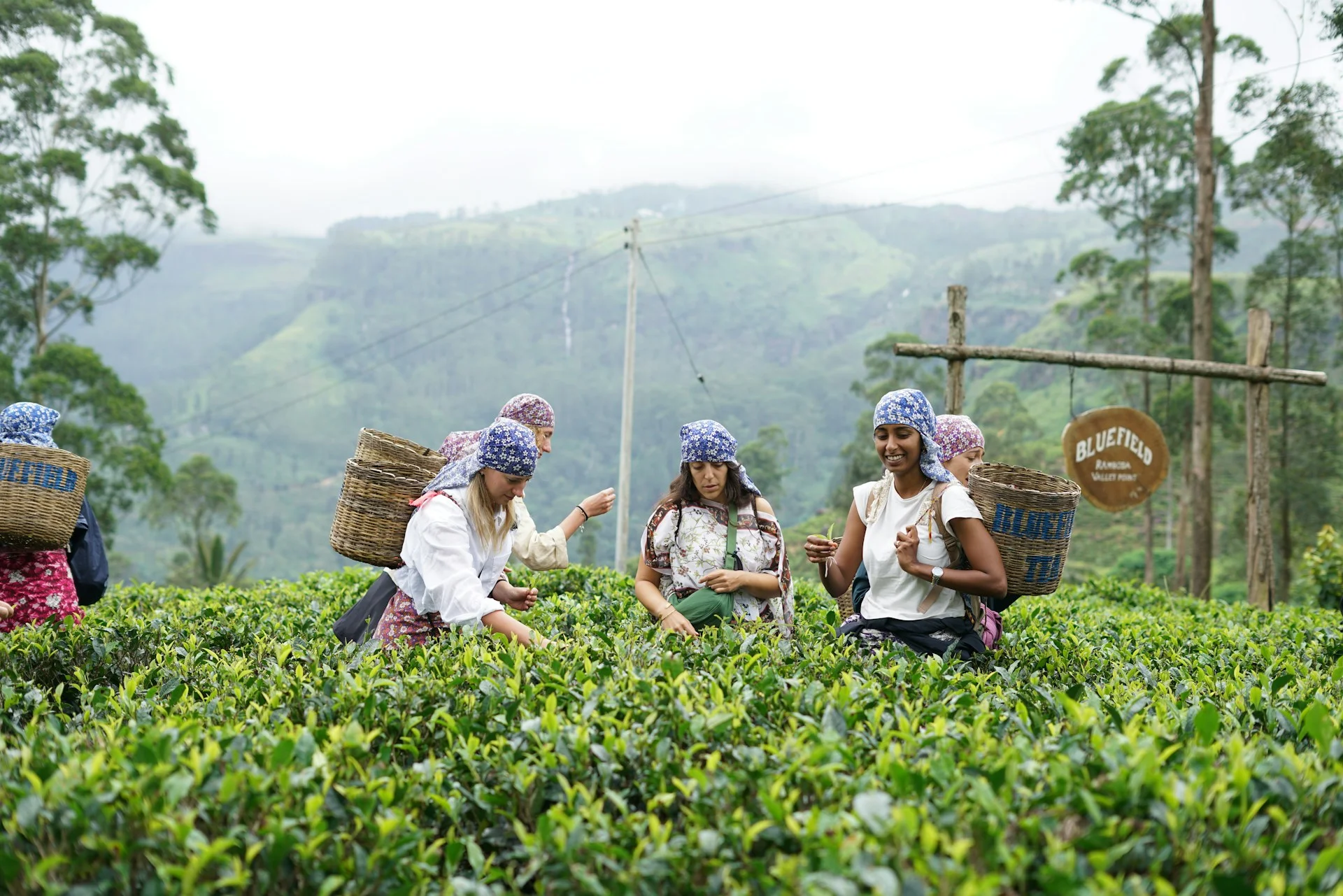 Tea Safari in Sri Lanka — with Colombo Taxi Airport