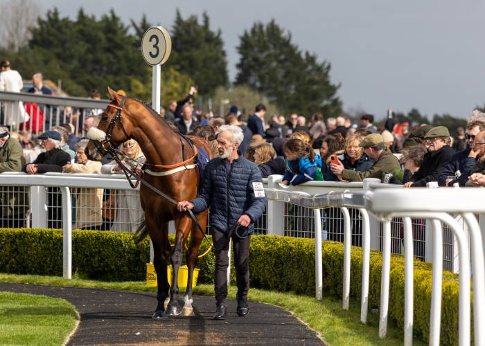 Horse on the Paddock 