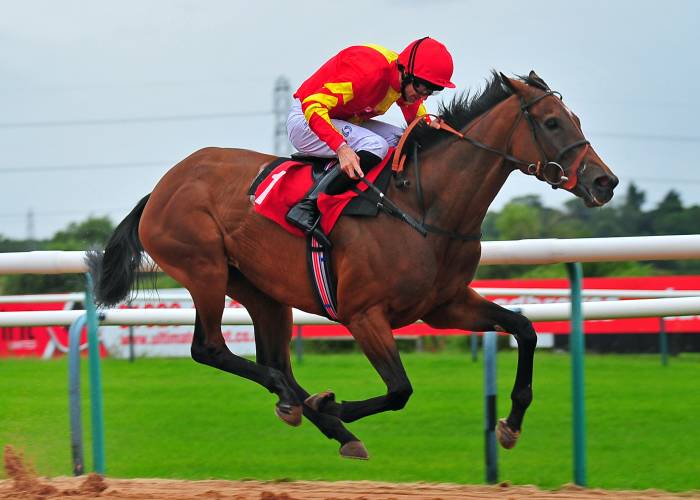 Group of Horses Running