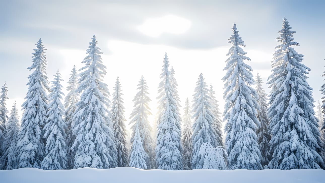 Stunning free vector of a serene winter forest with snow-covered fir trees and a bright, sunlit sky.