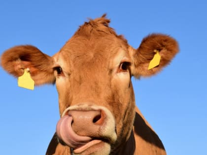 Выплаты за содержание скота: поддержка для сельчан Хакасии