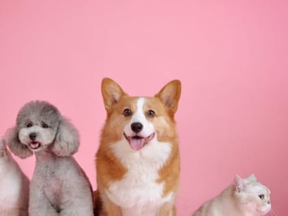 История с законопроектом об усыплении животных получила продолжение