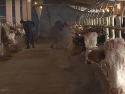 После вспышки дерматита в Боград повезут новых домашних животных