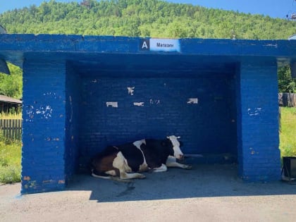 В Хакасии более 141 млн рублей потрачено на борьбу с опасным заболеванием сельскохозяйственных животных