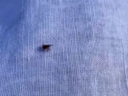 3 случая клещевого энцефалита подтвердились в Хакасии за неделю