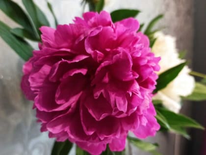 Аллерголог-иммунолог больницы Хакасии: лечение аллергии заключается в исключении контактов с провокатором