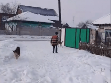 Администрация города напоминает владельцам собак о правилах выгула