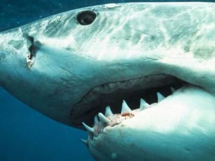 В Японии могут запустить в продажу препарат для роста зубов