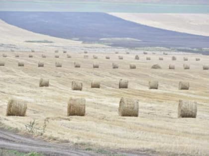 День работников сельского хозяйства: поздравления и достижения