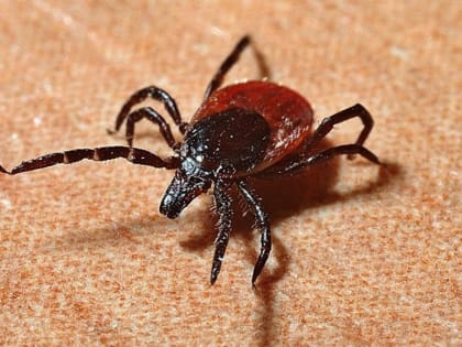 Девять человек за неделю заболели после укусов клещей в Хакасии