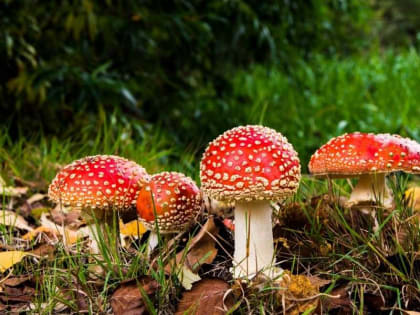 Чем травятся жители Хакасии