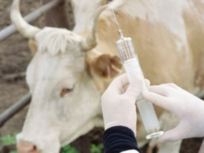 Профилактические мероприятия для животных в Черногорске