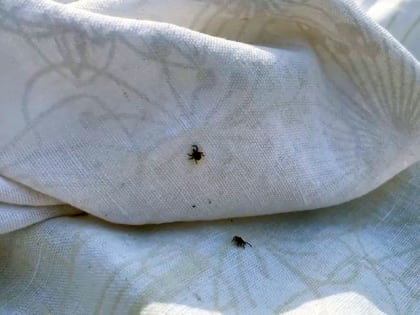 В Хакасии растет число пострадавших от клещей