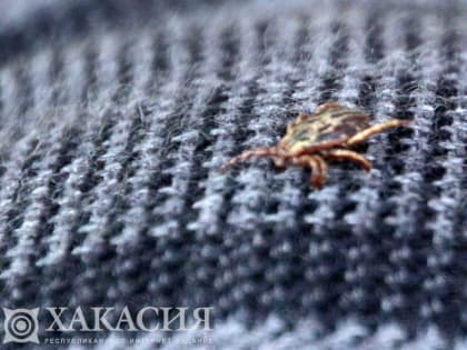 Названы места в Хакасии, где есть высокая вероятность пострадать клещей