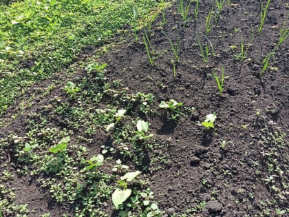 Возбудитель - в почве, фекалиях животных и человека: специалисты рассказали, как не заразиться в огороде столбняком