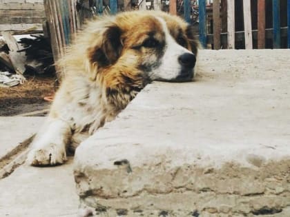 Бездомные животные: эвтаназия или пожизненное содержание? В парламенте Хакасии обсудили проблему