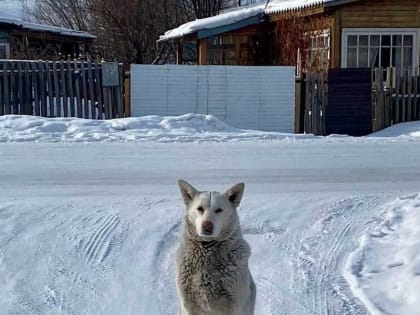 Намордники, выгул и не только: в Хакасии установили дополнительные требования к содержанию собак