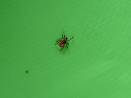 В Хакасии продолжают регистрировать активность природных очагов «клещевых инфекций»