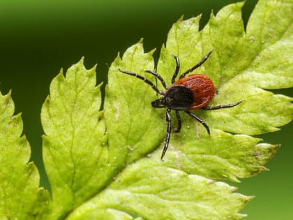 Защитись от клещевого энцефалита - поставь прививку!