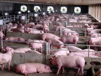 Правила содержания свиней: важные рекомендации для владельцев