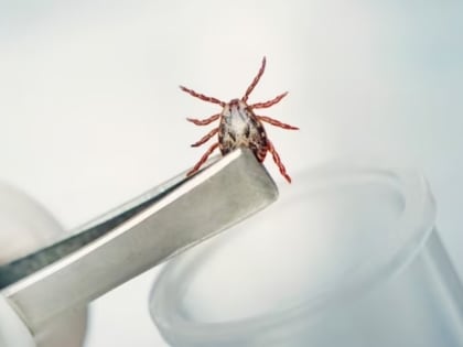 От кровососов в Хакасии пострадали больше 700 человек