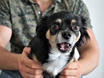 Партия «Зелёные» выступила против текущего законопроекта об усыплении животных