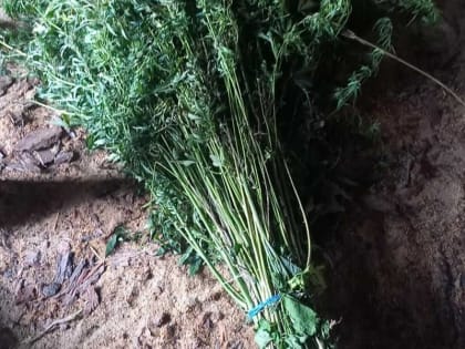 Врачи рассказали, как наркотики меняют личность человека